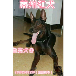 莱州红小狗犬狗仔多少钱一只缩略图