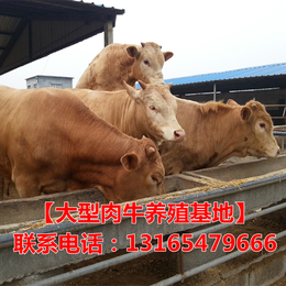 供应肉牛养殖4月龄改良肉牛犊厂家*
