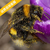 番茄授粉技术丨大棚蜜蜂授粉丨Biobest熊蜂丨嘉禾源硕缩略图3
