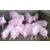 山东仔猪养殖基地大量良种仔猪市场批发价格便宜出售缩略图1