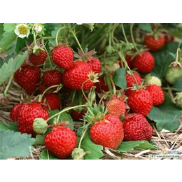 天元苗圃大量出售四叶一心草莓苗 红颜 章姬 甜查理草莓苗