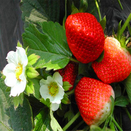 草莓苗繁育基地大量批发草莓苗 价格便宜 品种纯正