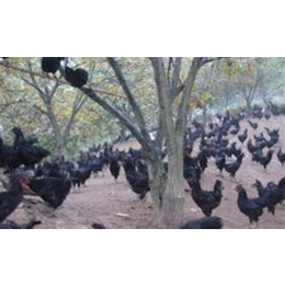 五黑鸡|新民卢屯公社|营口安全五黑鸡