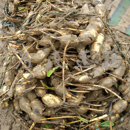 高产莲藕鄂莲九号藕种鄂莲五号藕种产量鄂莲九号种植技术