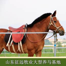 供应骑乘马匹适用于个人骑乘商业庆典活动骑乘马