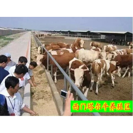 山东省正规养牛场山东菏泽市齐天养殖场养牛规模有多大