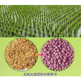种子编织/干燥机、潍坊晟海农业、晟海种子成套设备批发