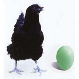 江西绿壳蛋鸡五黑一绿绿壳蛋鸡苗脱温绿壳蛋鸡批发缩略图