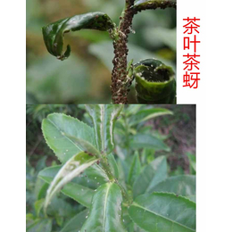 茶叶生物*的优点,拜农中药叶面肥,重庆生物*