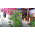 杭州乡村庭院景观设计|杭州乡村庭院|一禾园林(查看)缩略图1