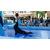 海洋动物租赁公司出租大中小型海洋展览海狮表演缩略图1