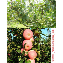 哪里有苹果氨基酸叶面肥的厂家_山东叶面肥_拜农生物科技