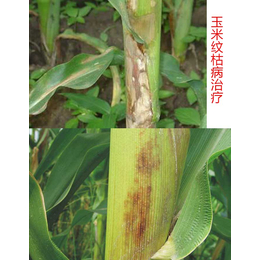 拜农中药叶面肥(图)|使用玉米叶面肥的效果|江西叶面肥