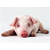 猪喂发酵饲料的优点分析缩略图3