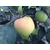 德尔克夫苹果口味|康霖现代农业(在线咨询)|陕西德尔克夫苹果缩略图1