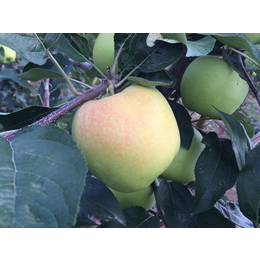 德尔克夫苹果口味|康霖现代农业(在线咨询)|陕西德尔克夫苹果