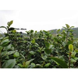 湖南杜英种植基地_湖南杜英_【新胜油茶】