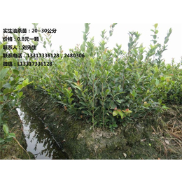 湖南枫香种植厂家_湖南枫香_【新胜油茶】