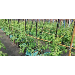 温室大棚番茄无土栽培管理技术