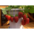 童子一号草莓苗价格|草莓苗|乾纳瑞农业科技欢迎您缩略图1