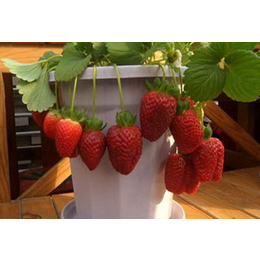 童子一号草莓苗价格|草莓苗|乾纳瑞农业科技欢迎您