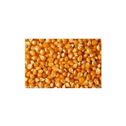 求购玉米饲料原料缩略图