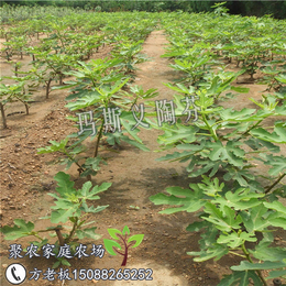 无花果苗供应|聚农农场有口皆碑|河北无花果苗