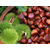 乾纳瑞农业科技服务好(图)|大红袍板栗树苗|板栗树苗缩略图1