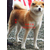 日本秋田犬代理|苏州巨洲犬舍|秋田犬缩略图1