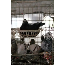 宝鸡肉鸽|山东中鹏农牧|肉鸽市场