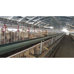 山东机械禽用设备多层养殖*笼设备