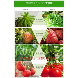 【花卉植物生长灯】(图)|大棚植物生长灯|张掖植物生长灯