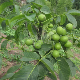 核桃树的种植与管