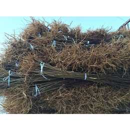 乾纳瑞农业科技好品质(图)|板栗树苗批发|板栗树苗