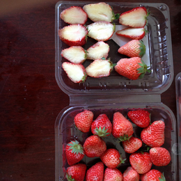 草莓苗,乾纳瑞农业科技服务好,草莓苗新品种