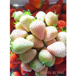 草莓苗,乾纳瑞农业科技优惠价,明星草莓苗