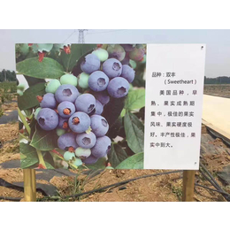蓝莓苗多少钱一颗,乌海蓝莓苗,信诺为民苗好价实(多图)