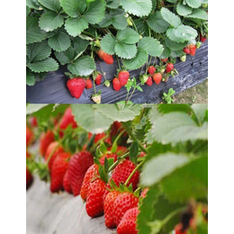 台湾有机肥,拜农中药叶面肥,草莓有机肥什么时候施用好