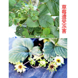 拜农生物科技,台湾生物有机肥,草莓氨基酸生物有机肥