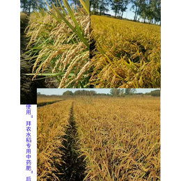 水稻使用有机肥的效果_拜农生物科技(在线咨询)_焦作有机肥