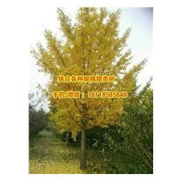 10cm 银杏树价格、银杏树价格、阳光银杏苗圃场(查看)
