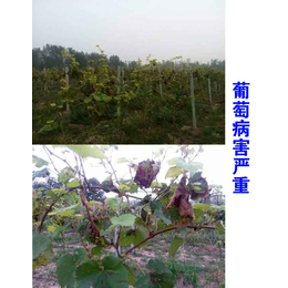 葡萄用什么样的叶面肥好_东兰叶面肥_拜农生物科技(查看)