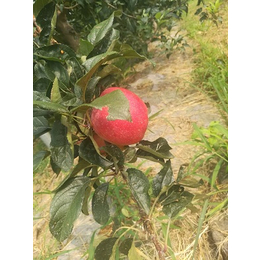 苹果苗,润丰苗木,苹果苗种植技术