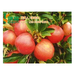 康霖现代农业(图),怎么买红乔王子苹果,红乔王子苹果