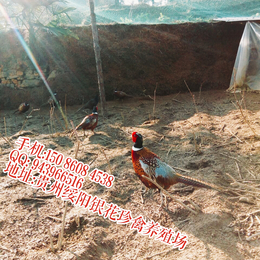 贵州绥阳县哪里有养七彩山鸡