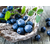 加州蓝莓浓缩果汁招商+加仑蓝莓浓缩果汁采购+蓝莓浓缩果汁趋势缩略图4