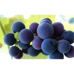蓝莓浓缩果汁果浆果酱产品批发采购+蓝莓浓缩果汁果酱
