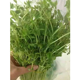 爽舌尖芽苗菜种植设备|中农华丰(在线咨询)|黎平爽舌尖