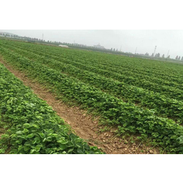 草莓苗、乾纳瑞农业科技欢迎您、盆栽牛奶草莓苗