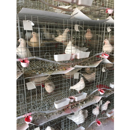 河南肉鸽养殖场 出售种鸽 乳鸽 青年鸽 提供技术 销路缩略图